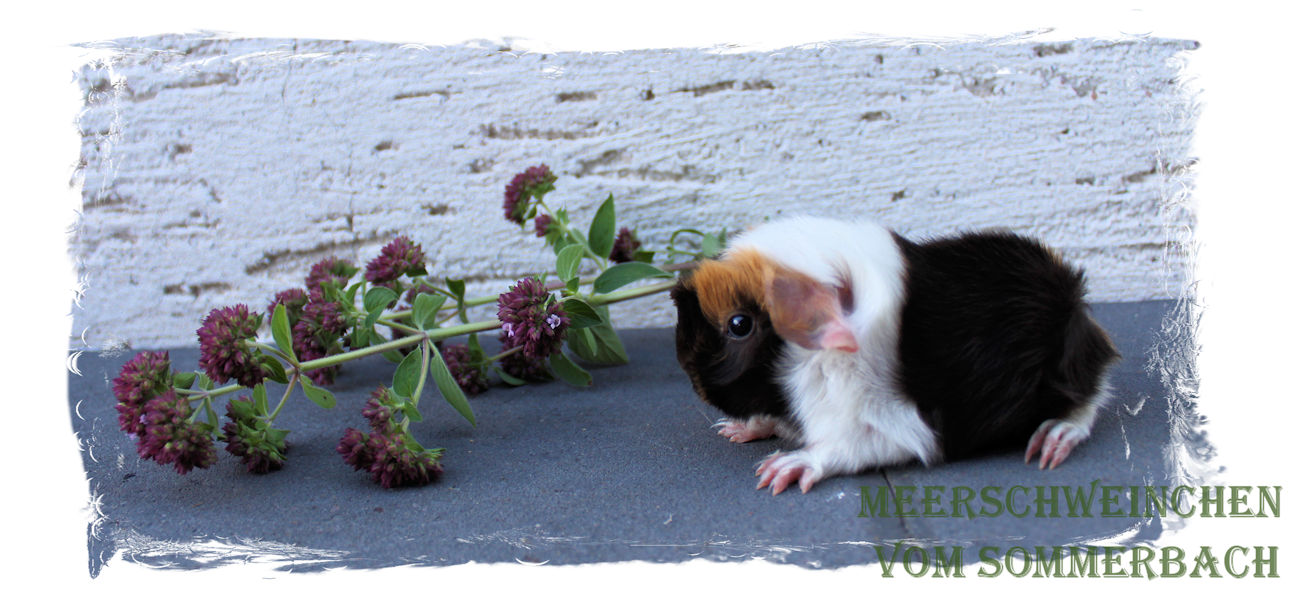 Hershel vom Sommerbach, Geburt