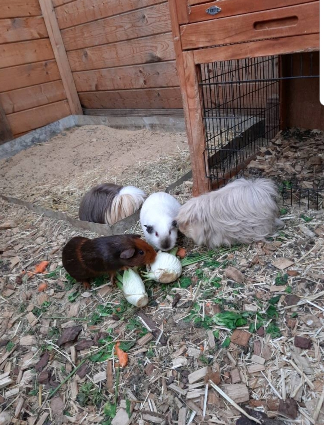 Quappi mit seinem Harem. Er hat Zelda mitgenommen 