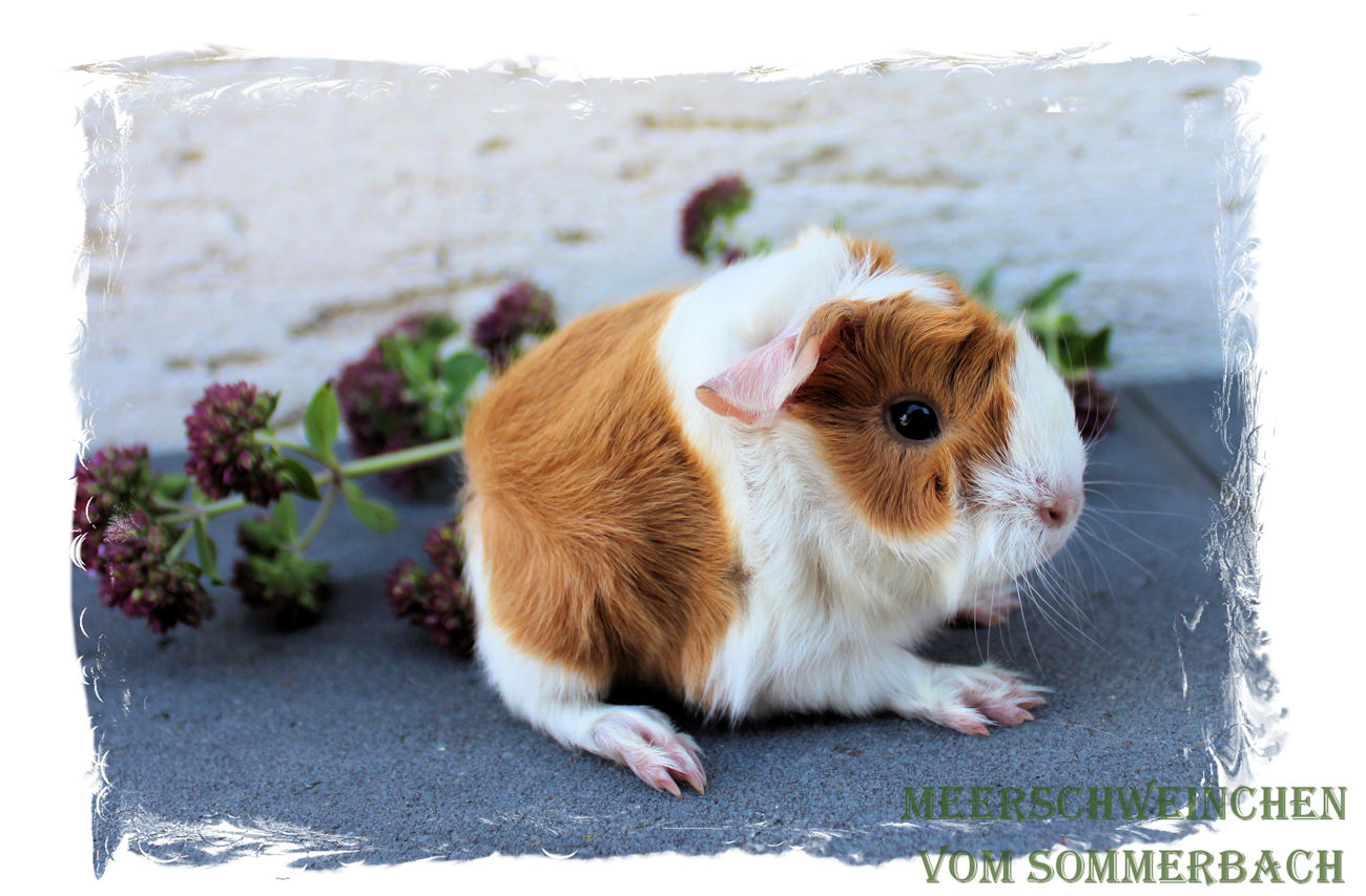 Hasina vom Sommerbach, Geburt