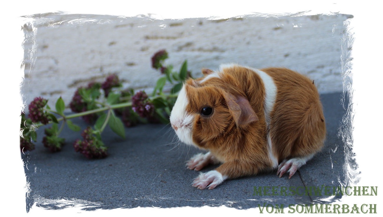 Hasina vom Sommerbach, Geburt