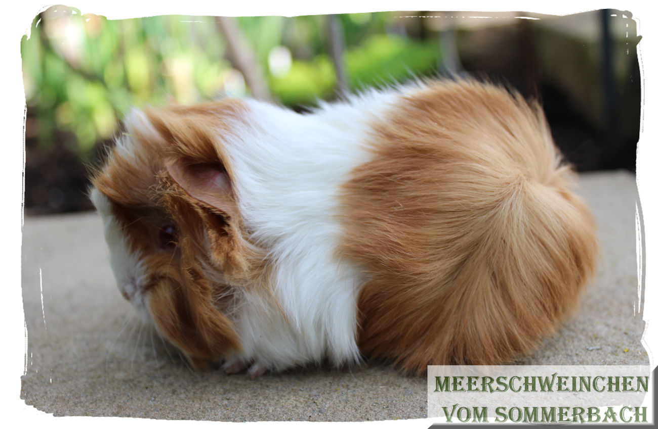 Kinga vom Sommerbach, 3 Wochen alt