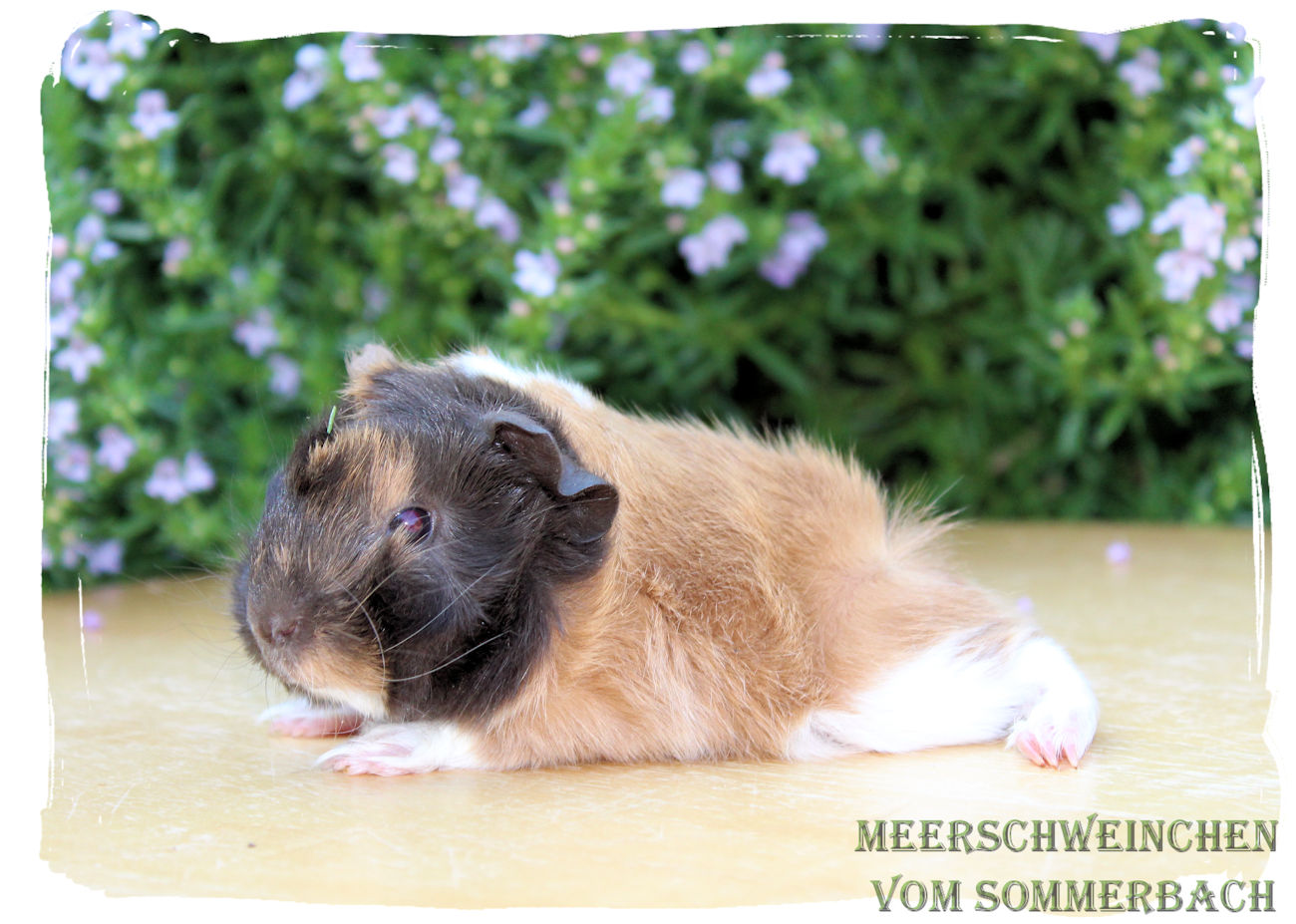 Iggy vom Sommerbach, Geburt