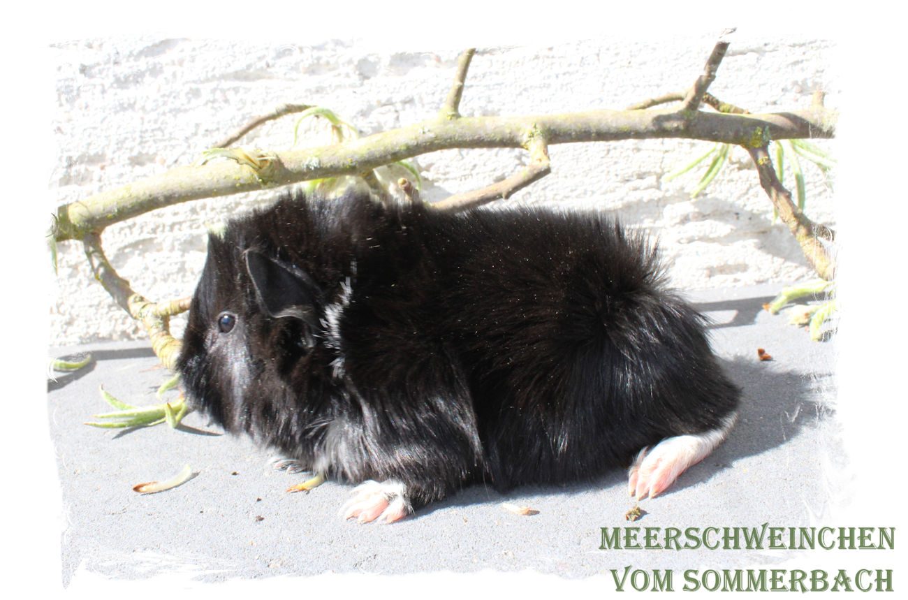 Eloy vom Sommerbach, Geburt