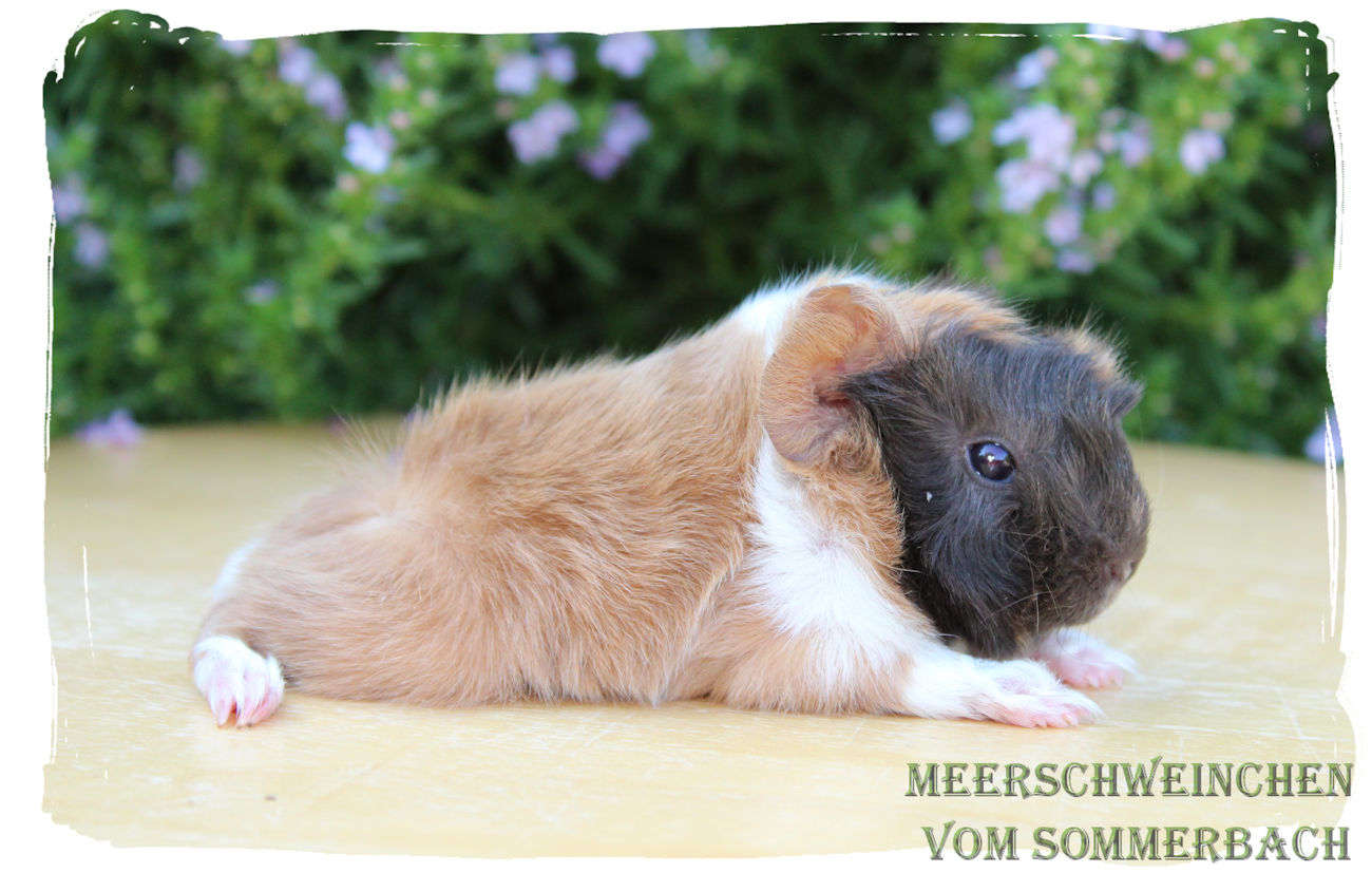 Iggy vom Sommerbach, Geburt