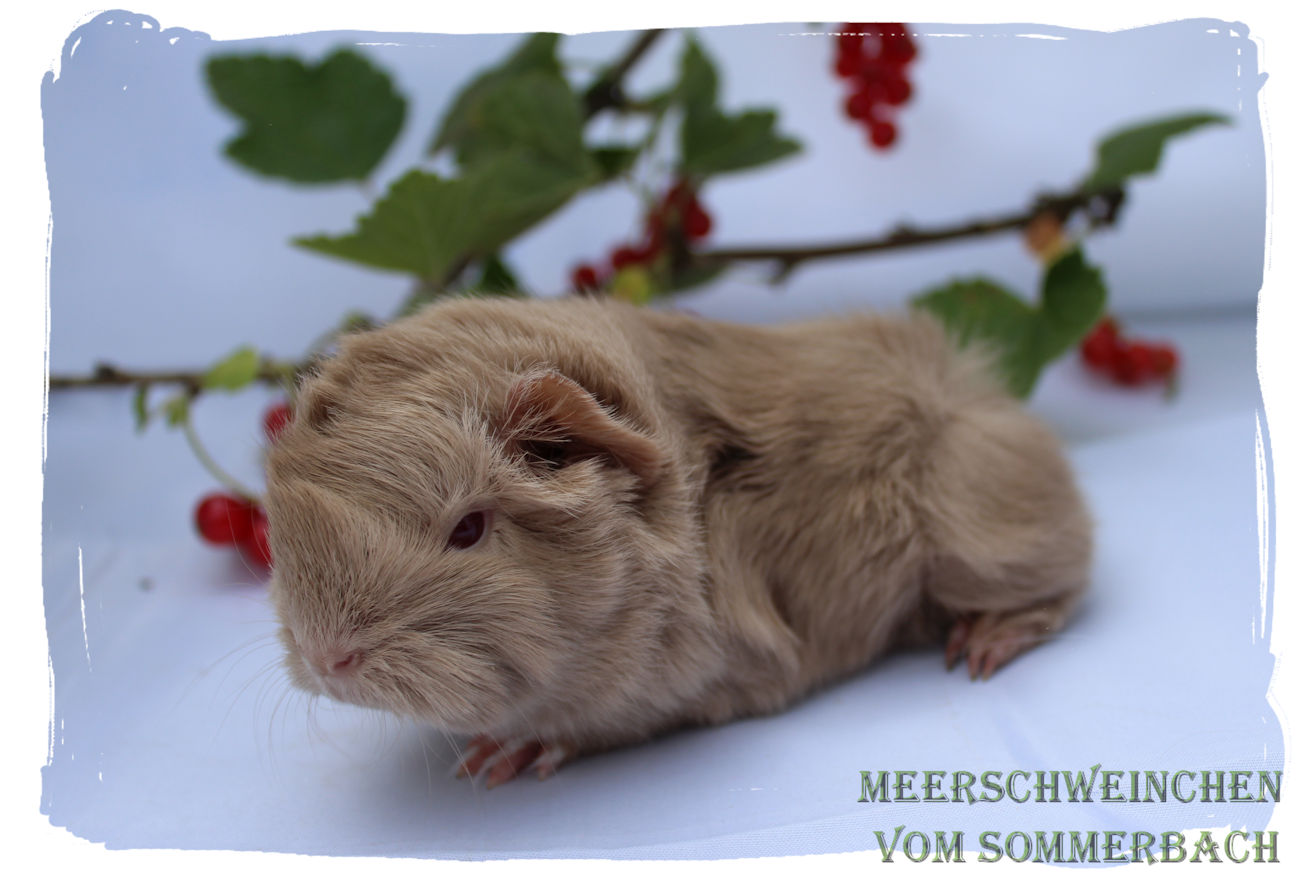 Elsa vom Sommerbach, Geburt