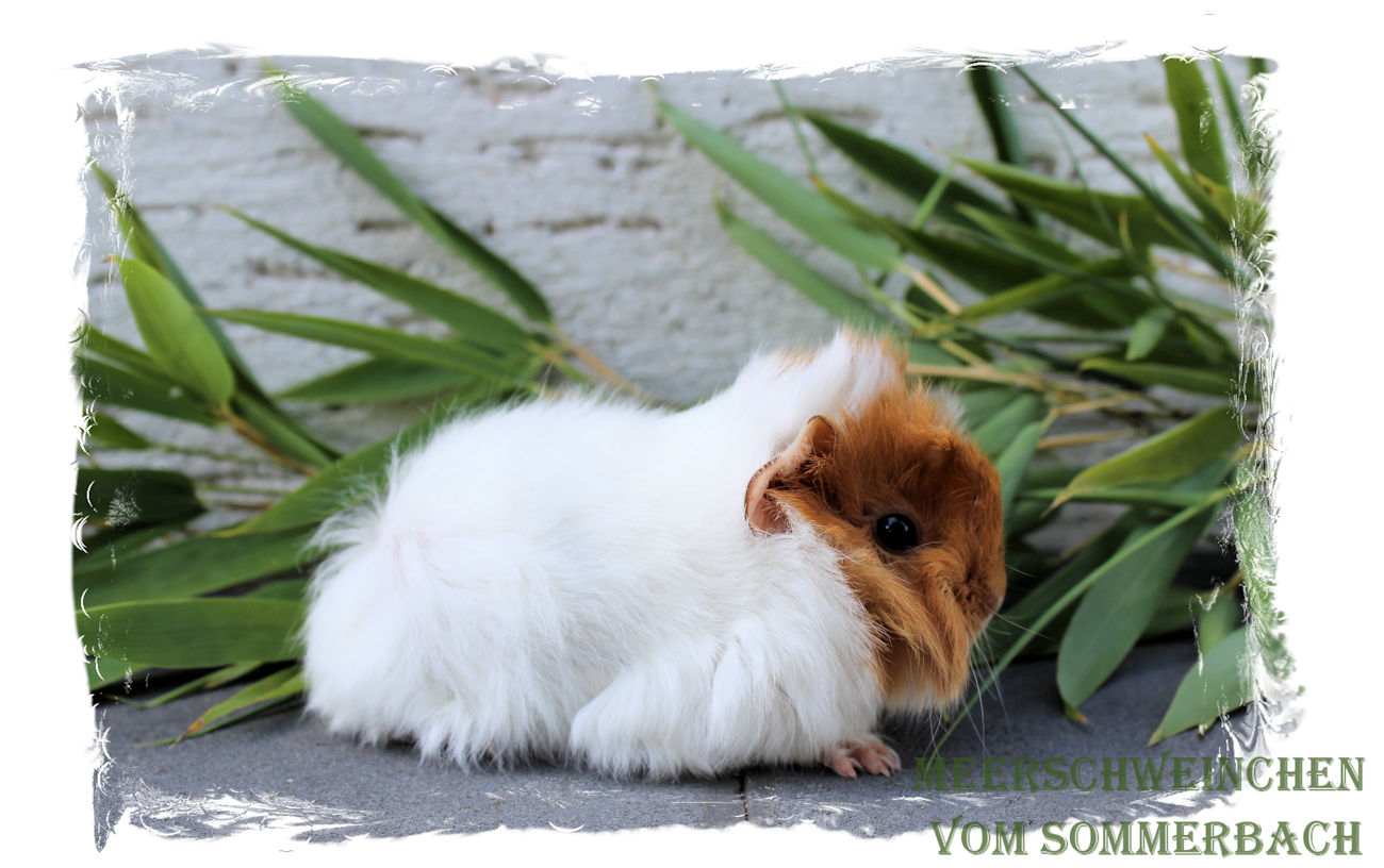 Facundo vom Sommerbach, 3 Wochen alt