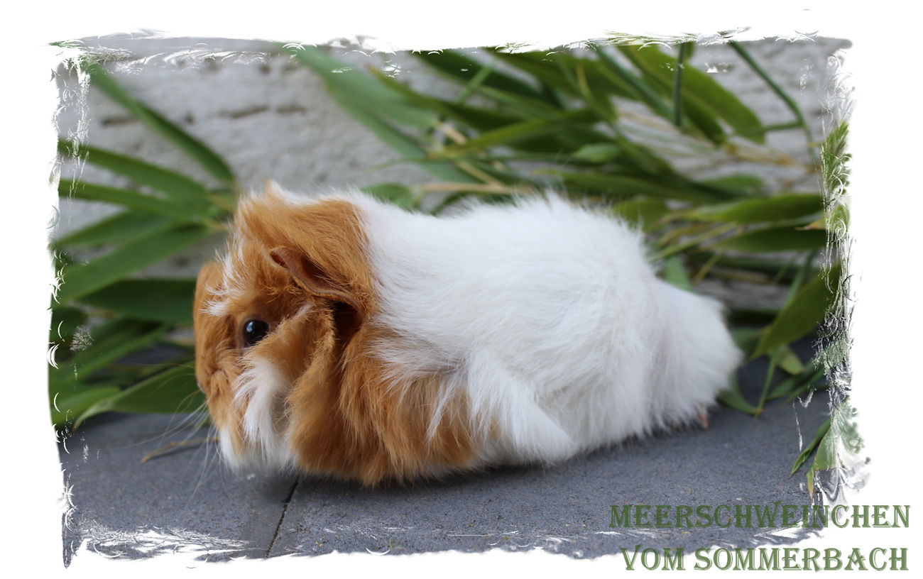 Facundo vom Sommerbach, 3 Wochen alt