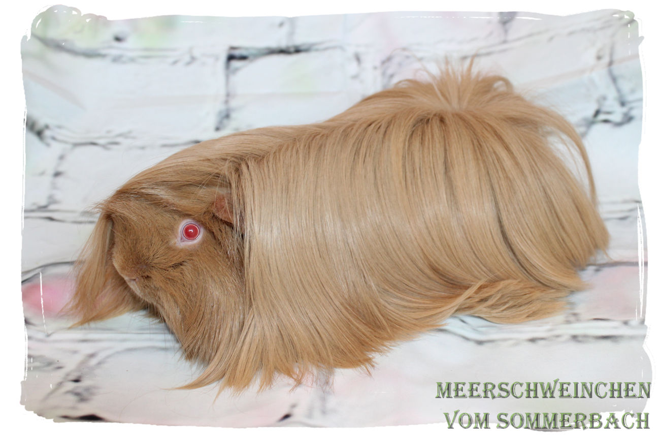 Magic Beige von den Busch Babies, 7 Monate alt