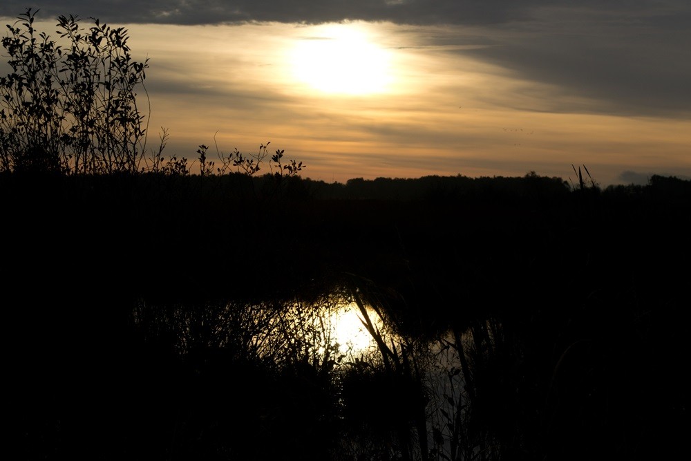 Der Tag bricht an im Moor