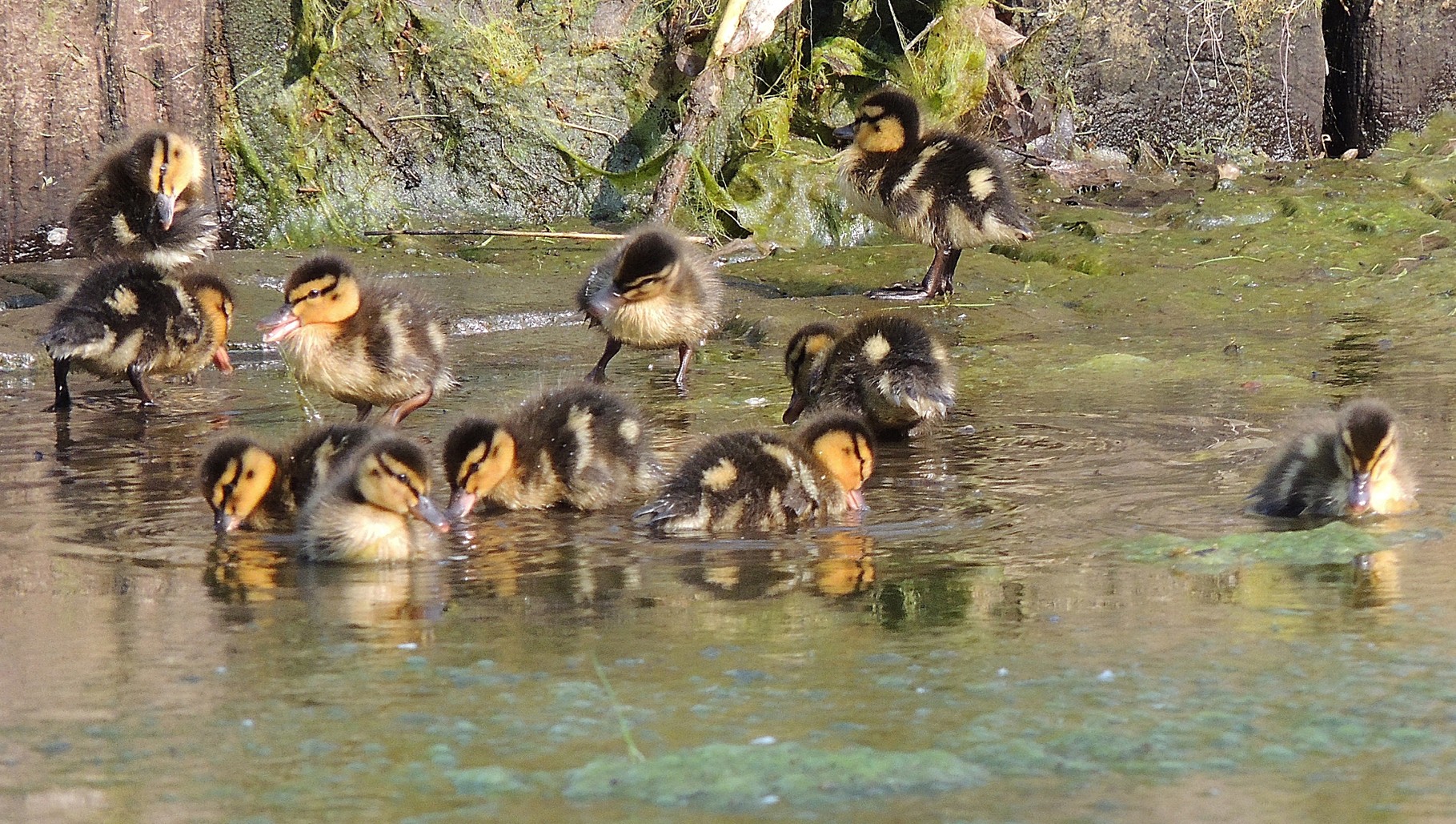 erste Schwimmversuche