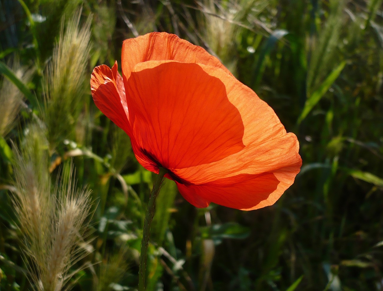 Mohn