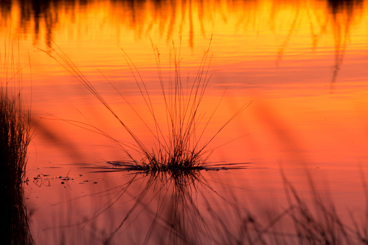 Morgenrot im Moorgelände