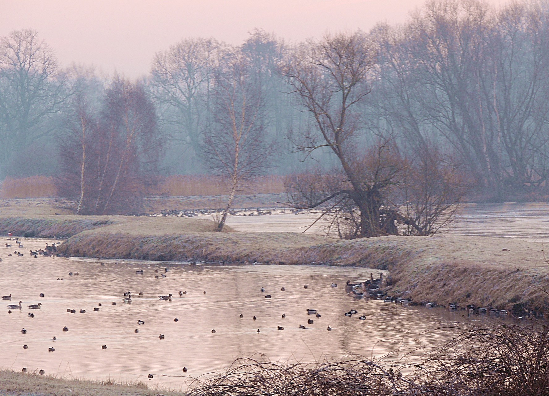 Wintermorgen im Steinhorster Becken