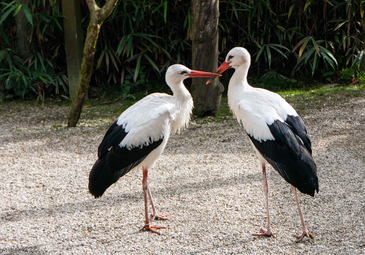 Vogelpark Heiligenkirchen