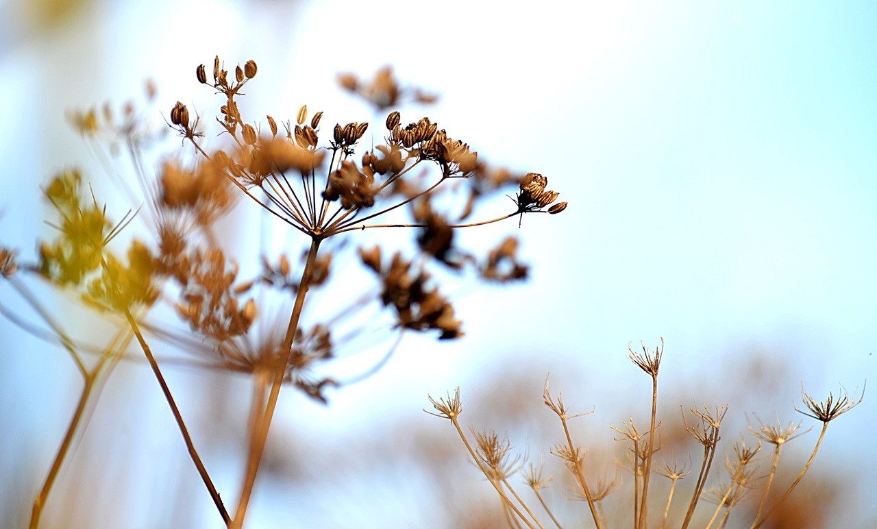 Herbstimpression