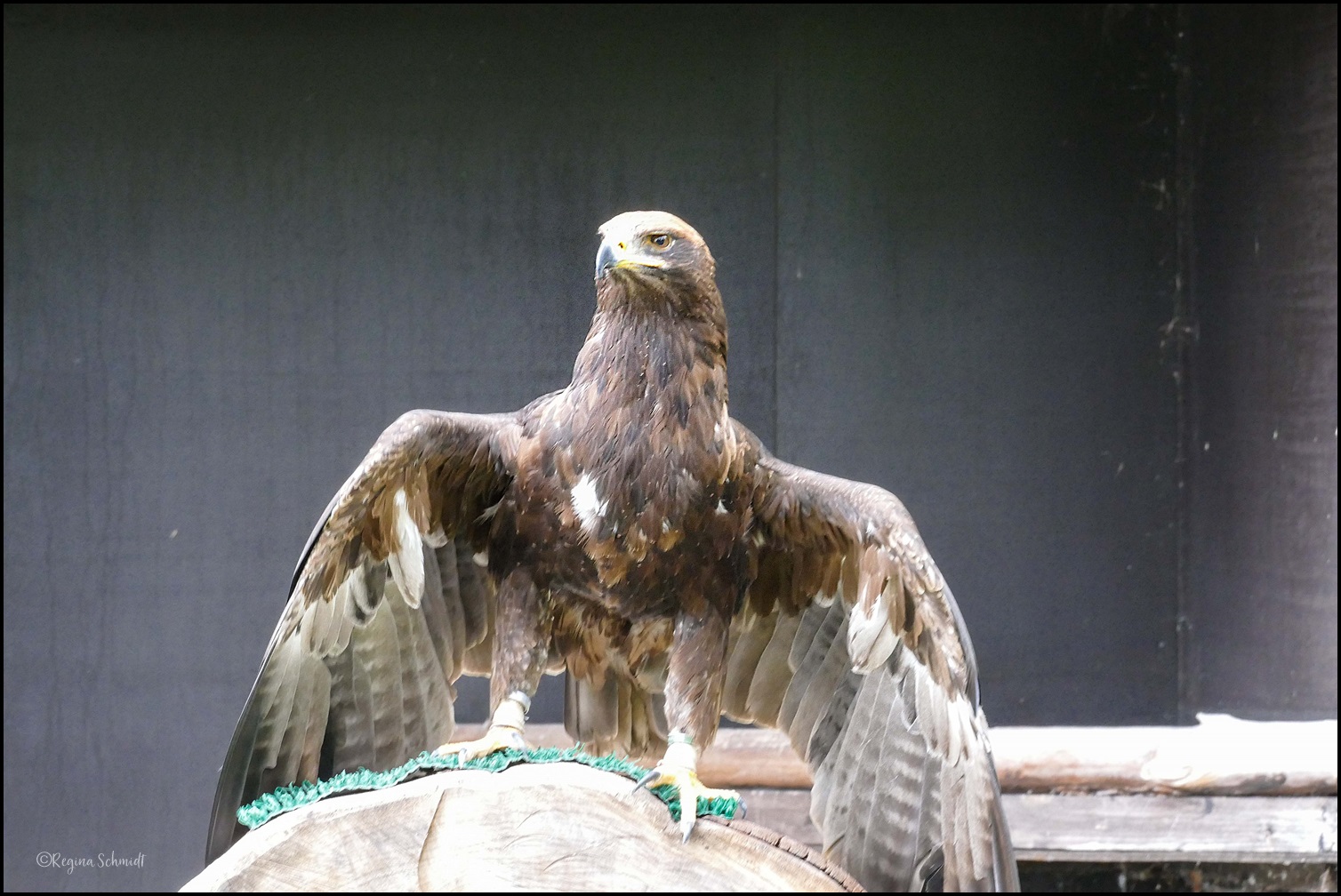 Jagdfalkenhof Schillingsfürst