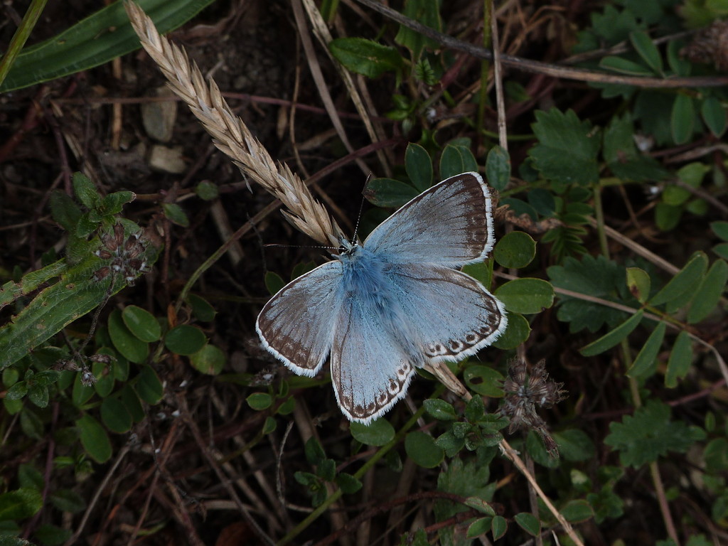 Heller Wiesenknopf-Ameisenbläuling