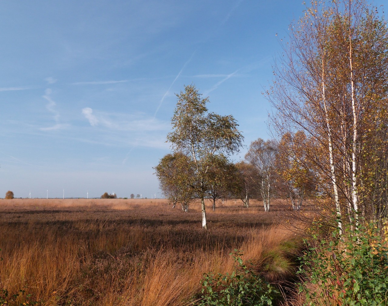  Neustädter Moor