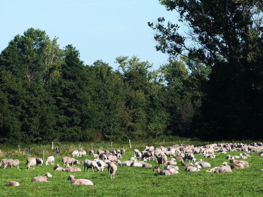 Moorsommer