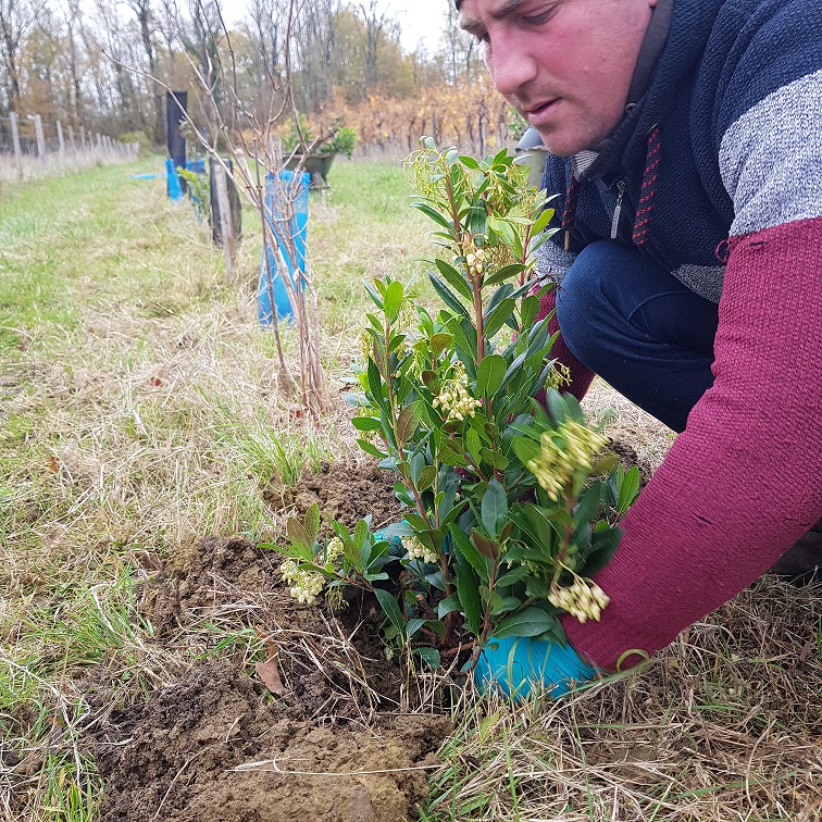 Le mille et unième arbres !