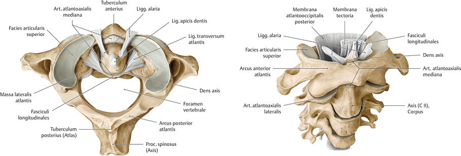 Порок латынь. Срединный атлантоосевой сустав. Срединный атлантоосевой сустав, articulatio atlantoaxialis mediana. Атланто затылочный сустав анатомия. Связки атланто затылочного сустава.