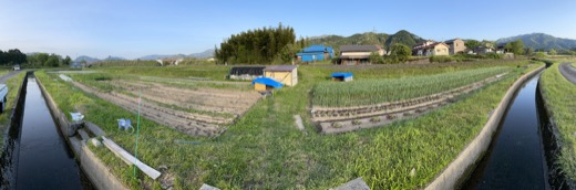 右の畑はニンニクを中心に畑は野菜で埋まっています。左の畑は空きうねが目立ちます