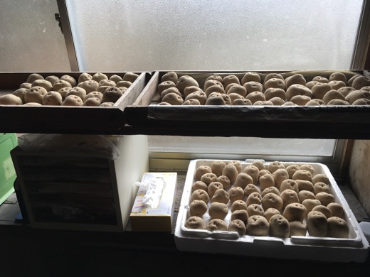 作業場では窓際の棚を使ってジャガイモの浴光育芽。