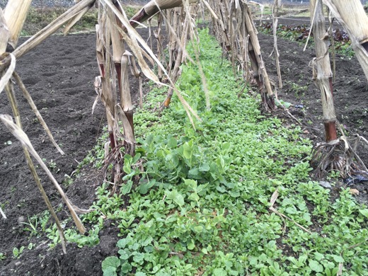 来年5月収穫予定のエンドウ豆。（沖長澤の畑）
