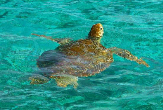 Turtle in Tobago Cays