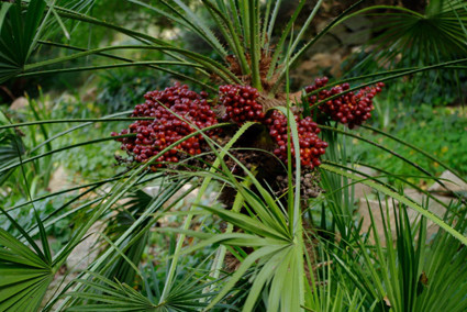 Jardí Botànic Històric de Barcelona