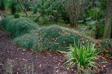 Jardí Botànic Històric de Barcelona