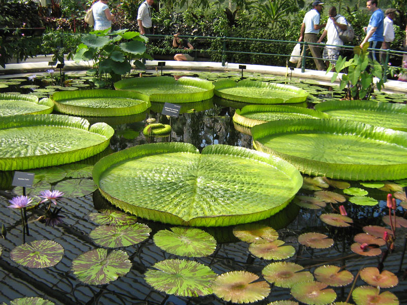 KEW GARDEN (Londres) - 10º Viaje de los Amigos del Jardín Botánico (2012).
