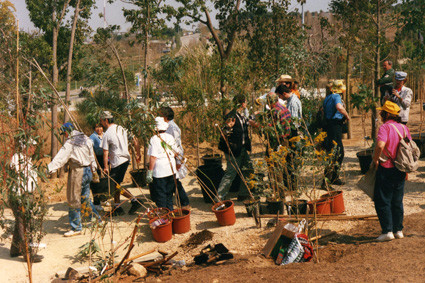 ¡Mobilització! La gran plantada d'eucaliptus (1999).