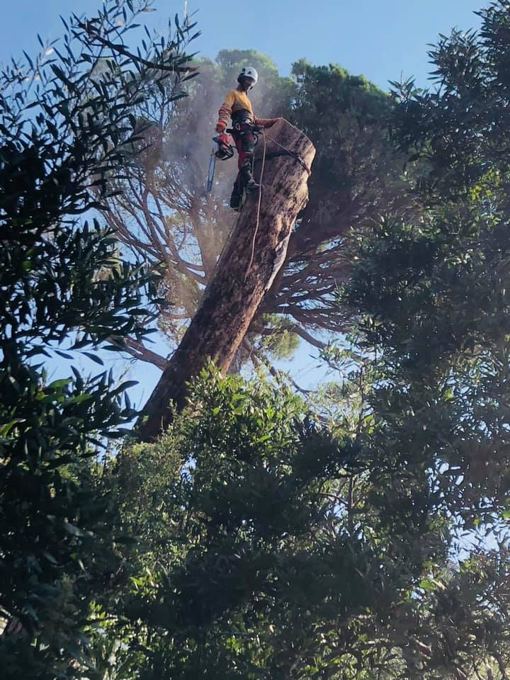 Démontage, abattage d'un pin parasol mort dans le Var