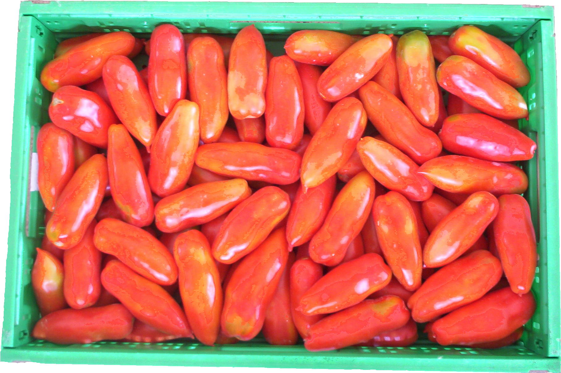 Pomodoro rosso Cpr 40*60