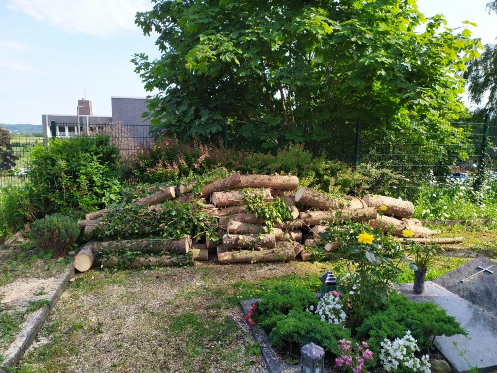 Baumfällungen auf dem Friedhof