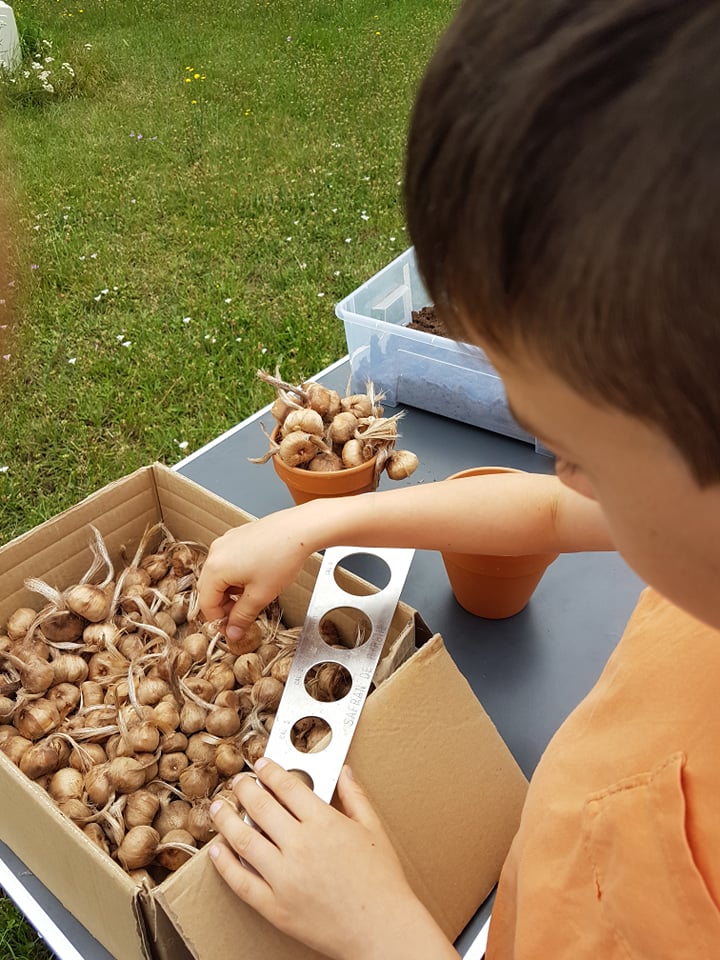 Manipulation des bulbes adaptée aux capacités de l'enfant