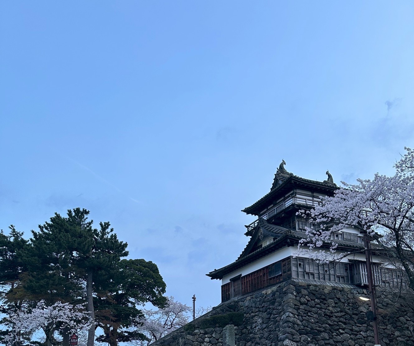 桜とドレスクリーニング