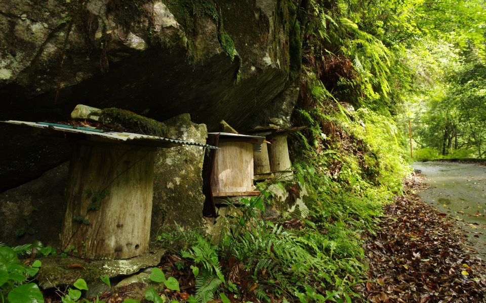 南紀の山奥の 北大の森 北海道大学 和歌山研究林 南紀の山奥の 北大の森 北海道大学 和歌山研究林
