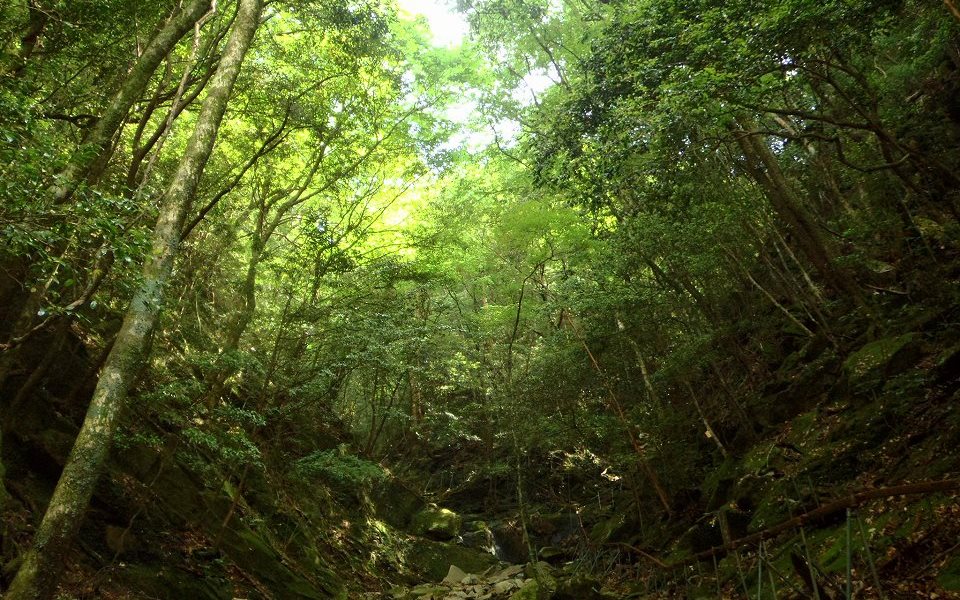 大森山天然生保存林