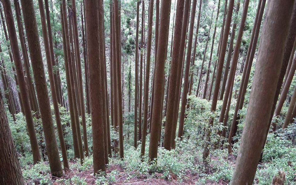 60年生 スギ造林地