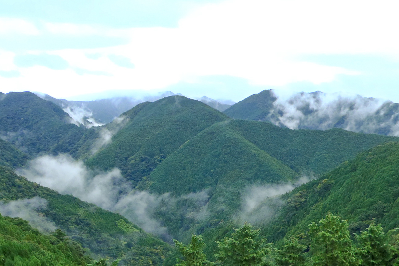 研究林の遠景