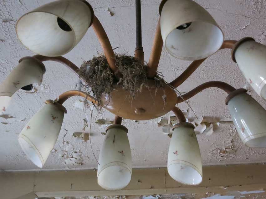 Im Kneipen-Kronleuchter hat sich ein Drossel-Paar ein Nest gebaut 