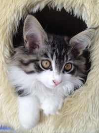 Gesundes natürliches Katzenfutter einkaufen