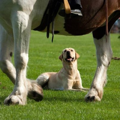 Prüfung "horse & dog" auf dem Landesbreitensportturnier in Bad Segeberg 2012