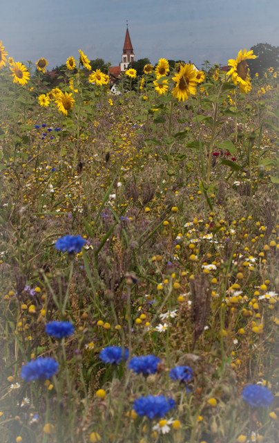 Sonnenblumenfeld mit Kornblumen