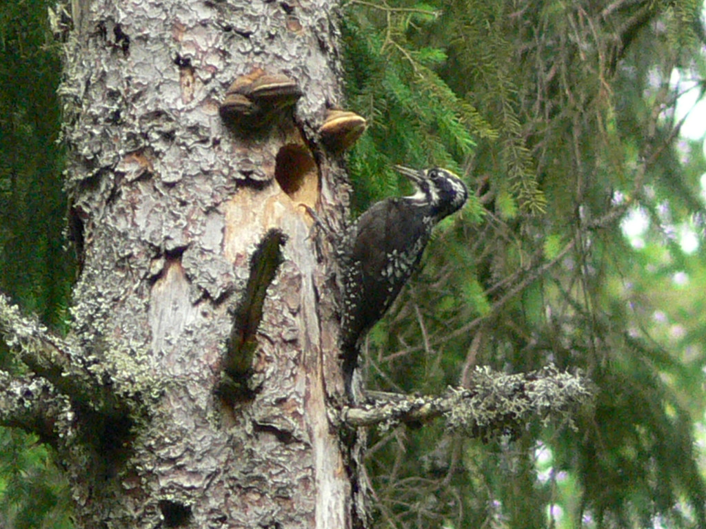 Dreizehenspecht im Wald der NABU-Naturwaldgemeinde Königsfeld