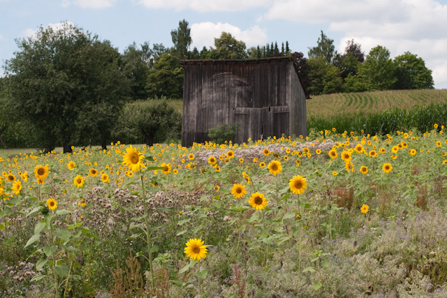 alte Feldscheune mit Obstgarten