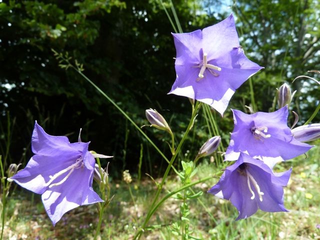 pfirsichblättrige Glockenblume