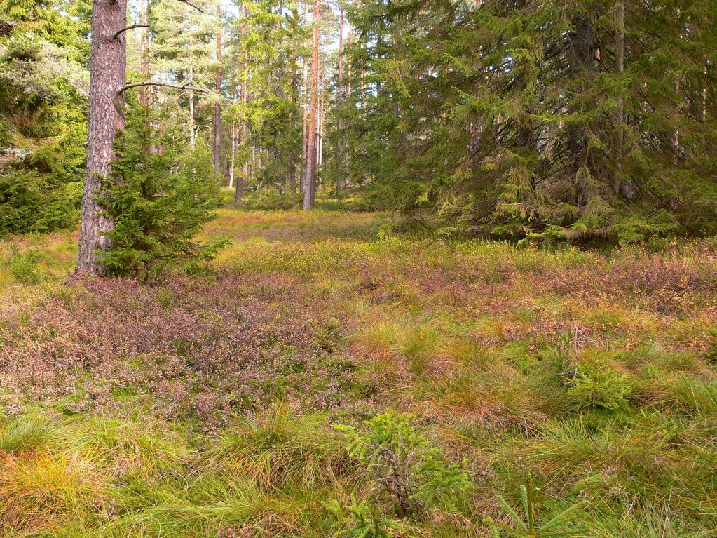 Auerhuhnlebensraum, Foto: Bernhard Scherer (C)